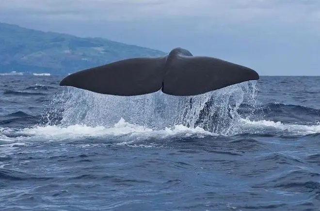 Observação de baleias e golfinhos na ilha do Pico