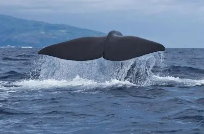 Observation des baleines et dauphins à Pico