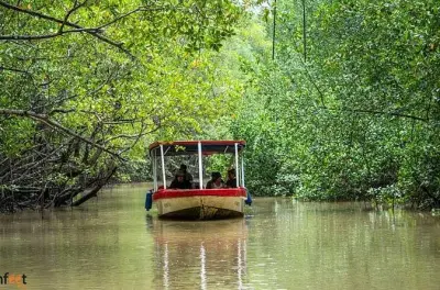 Mangroves de Damas et faune, déjeuner inclus depuis Manuel Antonio