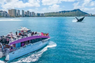 Feel the thrill of spotting humpback whales off waikiki’s coast on a 2-hour oahu boat tour. includes guaranteed sightings, easy check-in, and local guides.