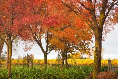 Vignobles de Marlborough et arrêts panoramiques à Blenheim privé