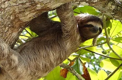 Tour de 9 jours au Costa Rica : Volcan, forêt nuageuse et plages