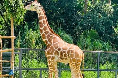 Tour por Cebu Safari Park con traslado privado y guía