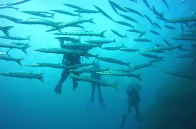 Plongée dans la réserve marine nord de Minorque : Baptême de plongée