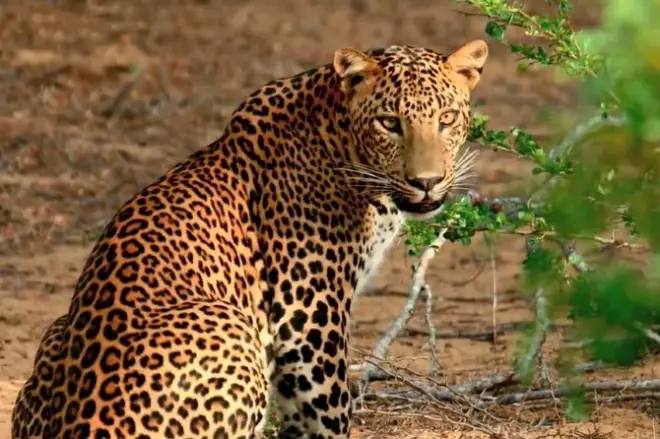 Yala Ganztagessafari: Privater Jeep, Leoparden & Mittagessen