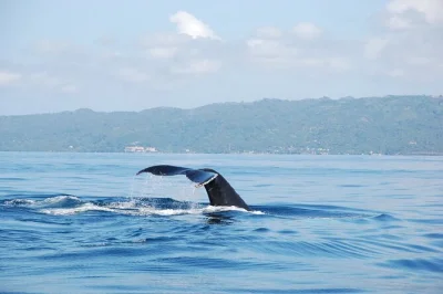 Feel the thrill of whale watching in samana bay, ride horses through lush forest to el limón waterfall, and enjoy a local lunch—all with pickup included.