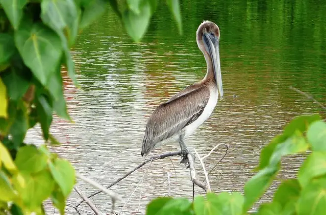 St. Maarten birding tour: Small group, 4 hours
