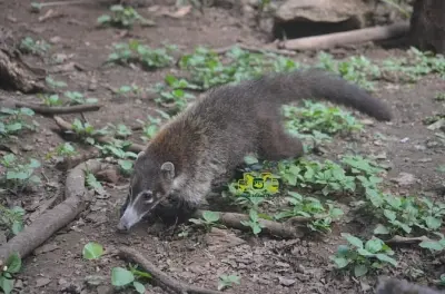 Histórias da vida selvagem no Centro de Resgate de Animais Costa Rica