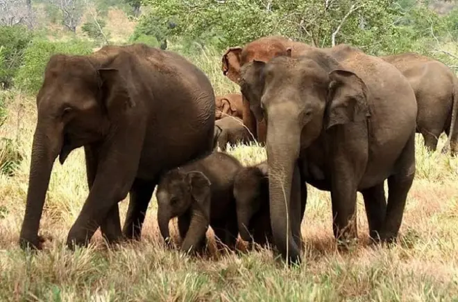 Safari de dia inteiro em Yala: Leopardos e elefantes do Sri Lanka