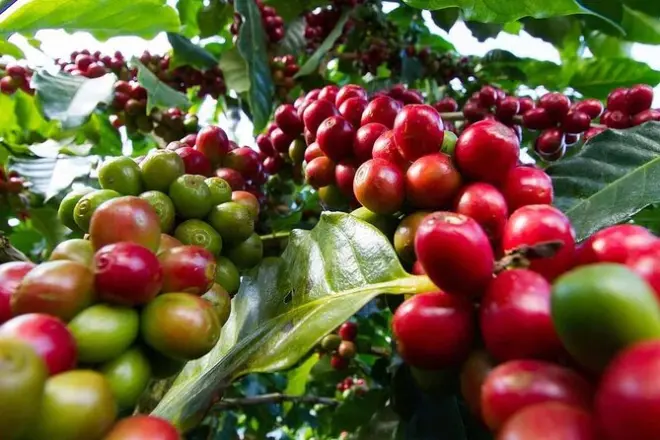 De Nairobi a Fairview Coffee: Descubre el café de la finca a la taza