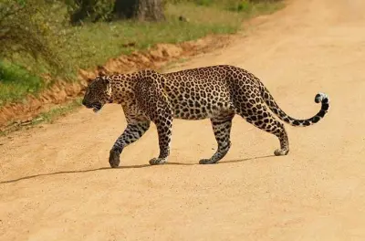 Yala Safari Private Day Tour from Bentota: Leopards & Wildlife
