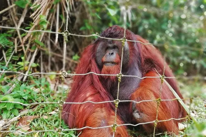 Taiping Private Tour: Orangutans, Heritage & Lake Garden