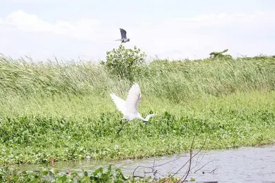 Mangrove Tour Puerto Quetzal: Guided Boat Hawaii Reserve