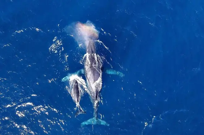 Whale Watching Naha: Winter Excursion with 99% Sighting