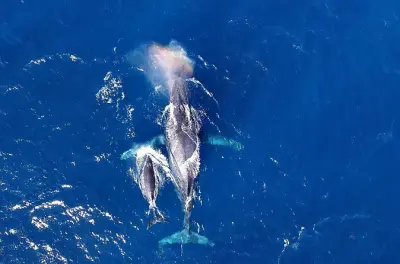 Whale Watching Naha: Winter Excursion with 99% Sighting
