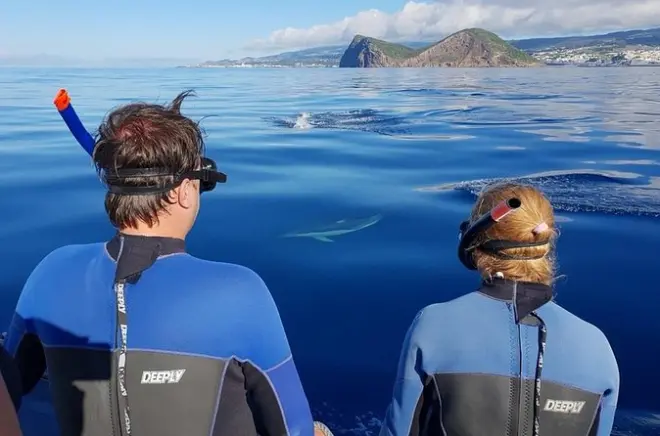 Snorkeling a Terceira: Delfini e vita sottomarina