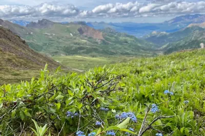 Randonnée à Denali : 6–10 km en toundra alpine avec guide