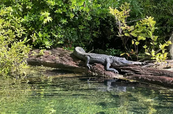 Kayaking Silver Springs: Clear Kayak Gator Viewing near Orlando