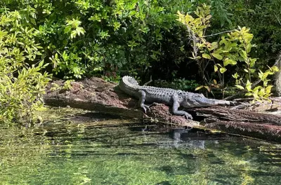Kayaking Silver Springs: Clear Kayak Gator Viewing near Orlando