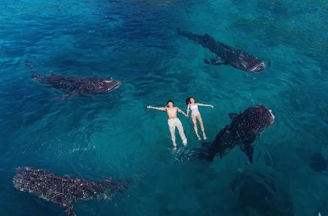 Oslob : Snorkeling avec requins-baleines et cascades Tumalog, Kawasan