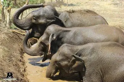 Elefanten- und Bärenrettungstour Agra: Wildtierrehabilitation