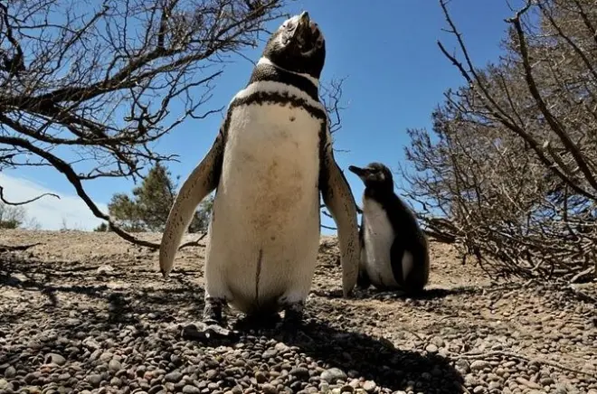 Colonia de pingüinos en Punta Tombo: Camina entre millones