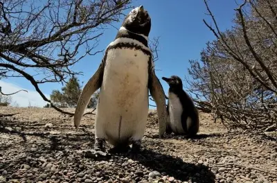 Colonia de pingüinos en Punta Tombo: Camina entre millones