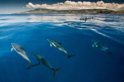 Nado com golfinhos e snorkel em Terceira com garantia de avistamento