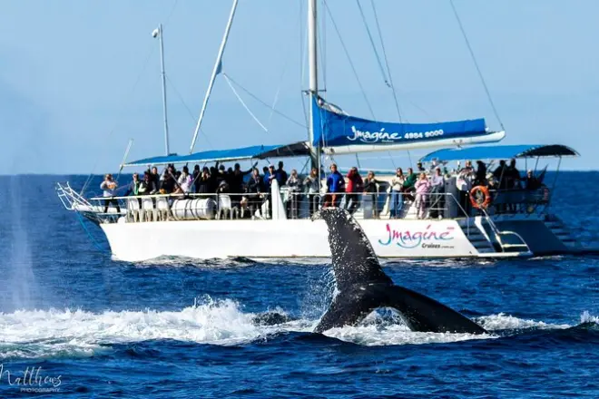 Port Stephens whale and dolphin watch: Megattere e foche