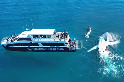 Feel the thrill of a k'gari (fraser island) day trip with whale encounters, snorkeling, kayaking, and hiking. includes gear and local guide. book your adventure.