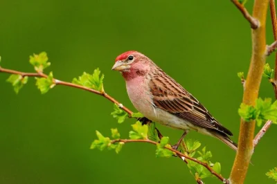 Erlebe den dschungel mit geräuschen, entdecke wasserschweine am machuwasi-see und fahre mit dem boot auf dem madre de dios fluss – inklusive verpflegung, lokalem guide und transfers ab cusco.