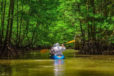 Erkunde die mangroven von damas island bei manuel antonio, entdecke tiere hautnah und genieße ein lokales mittagessen nach der kajaktour. inklusive abholung und naturführer.
