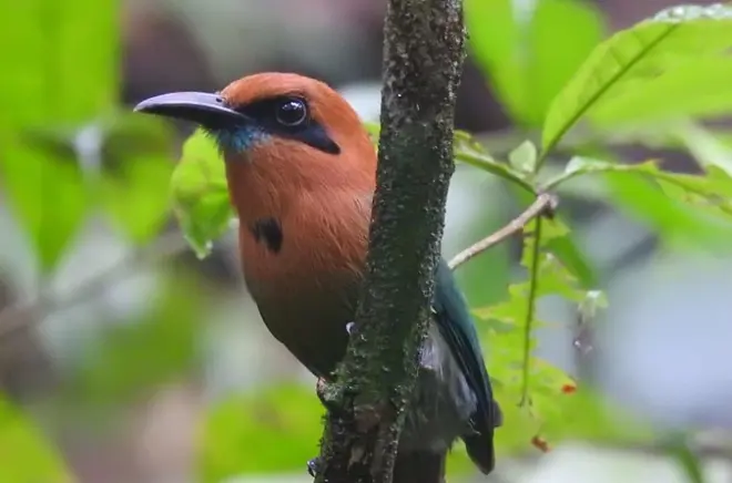 Birdwatching a Pipeline Road vicino a Panama City: 400 specie