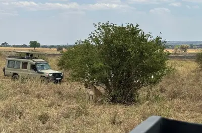 Serengeti e Zanzibar in 6 giorni con guida privata e tutto incluso