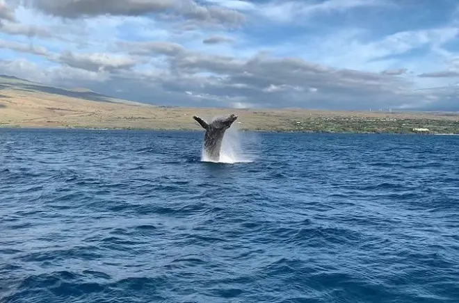 Kohala Coast Sunset Whale Watching: Humpback Encounters