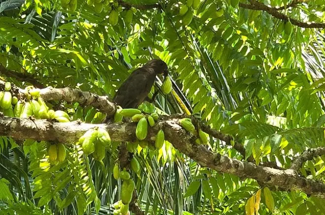 Tour privado em Praslin: Vallée de Mai, museu e praia Anse Lazio