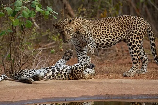Yala Safari Private Day Tour from Bentota: Leopards & Wildlife