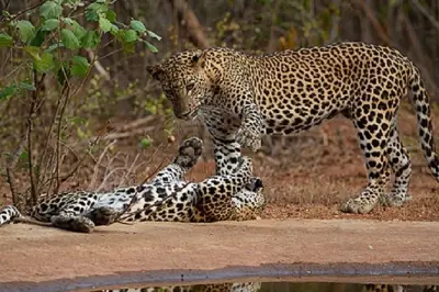 Yala Safari Private Day Tour from Bentota: Leopards & Wildlife