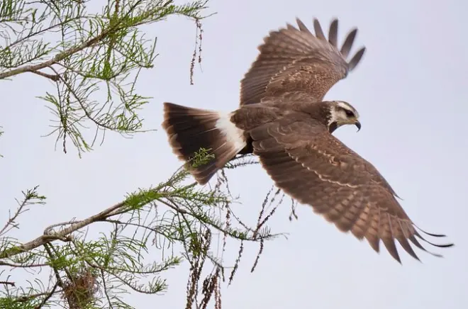 Birdwatching a Orlando: Mezza giornata privata con guida esperta