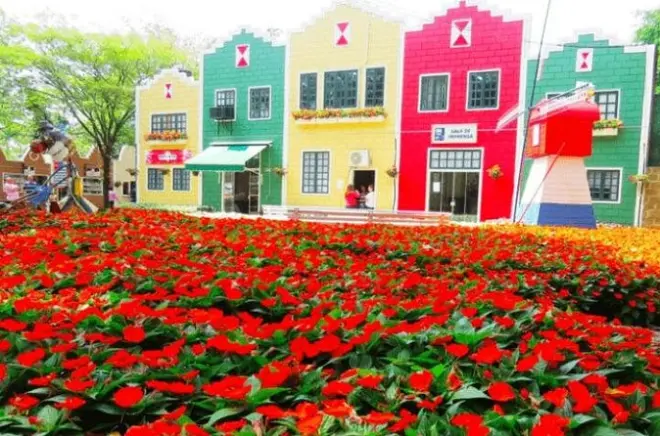 Campos de flores em Holambra: Moinho holandês e fazendas