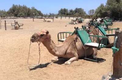 2-Hour e-Scooter Tour Gran Canaria: Maspalomas Dunes & Camel Ride