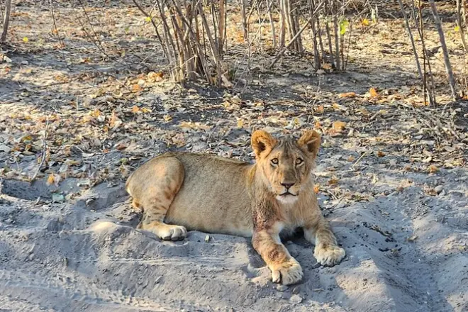 Safari 4x4 nel parco nazionale di Zambezi: Piccoli gruppi a Victoria Falls
