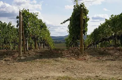Chianti Wine Tasting Tour from Livorno with Lunch