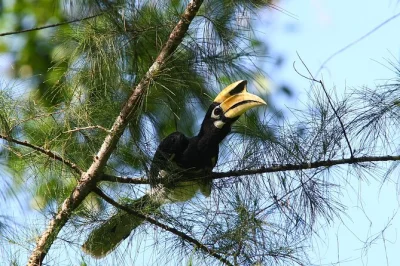 Descubre tucanes, martines pescadores y aves raras en los bosques y manglares de langkawi. tour guiado con prismáticos, traslados y consejos de expertos incluidos.