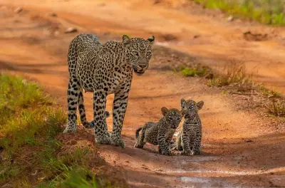 Yala-Nationalpark Safari am frühen Morgen zur Leopardenbeobachtung