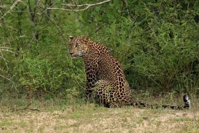 Wilpattu-Nationalpark Jeep-Safari: Private Wildtier-Tour