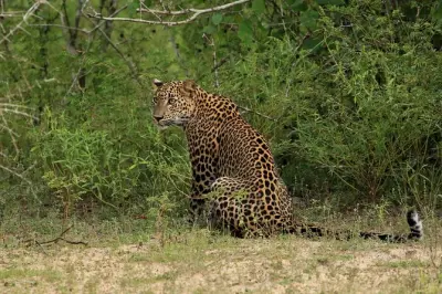 Wilpattu-Nationalpark Jeep-Safari: Private Wildtier-Tour
