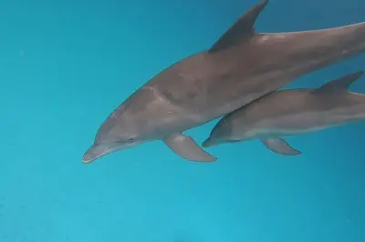 Schnorcheln bei Mnemba mit Delfinen und Meeresschildkröten