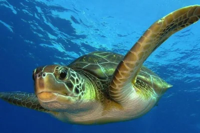 Esplora la barriera corallina mesoamericana vicino a costa maya con un’immersione guidata a 2 bombole. solo per sub certificati. noleggio attrezzatura, bevande e istruttori esperti inclusi.