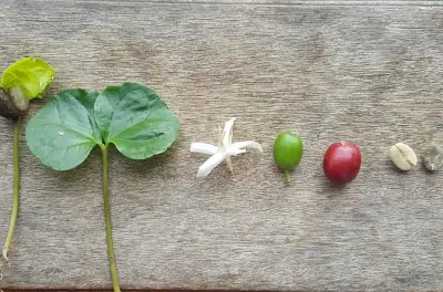 Kaffeefarm-Tour ab Medellín: Vom Bohne bis zur Tasse lernen
